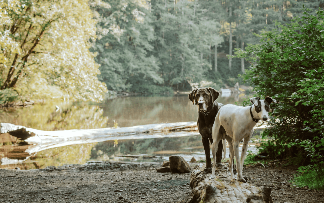 Pet Camping Safety Tips to Consider before Heading Out into the Woods