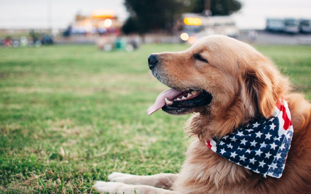 Pet Safety Tips for July 4th