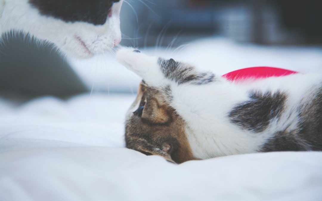 3 Simple Ways To Enrich Your Cat’s Life