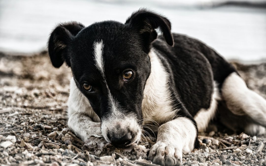 How You Can Help Less Fortunate Pets