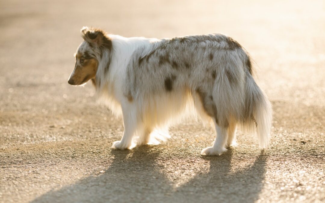 Side view of white spotted dog standing on pavement