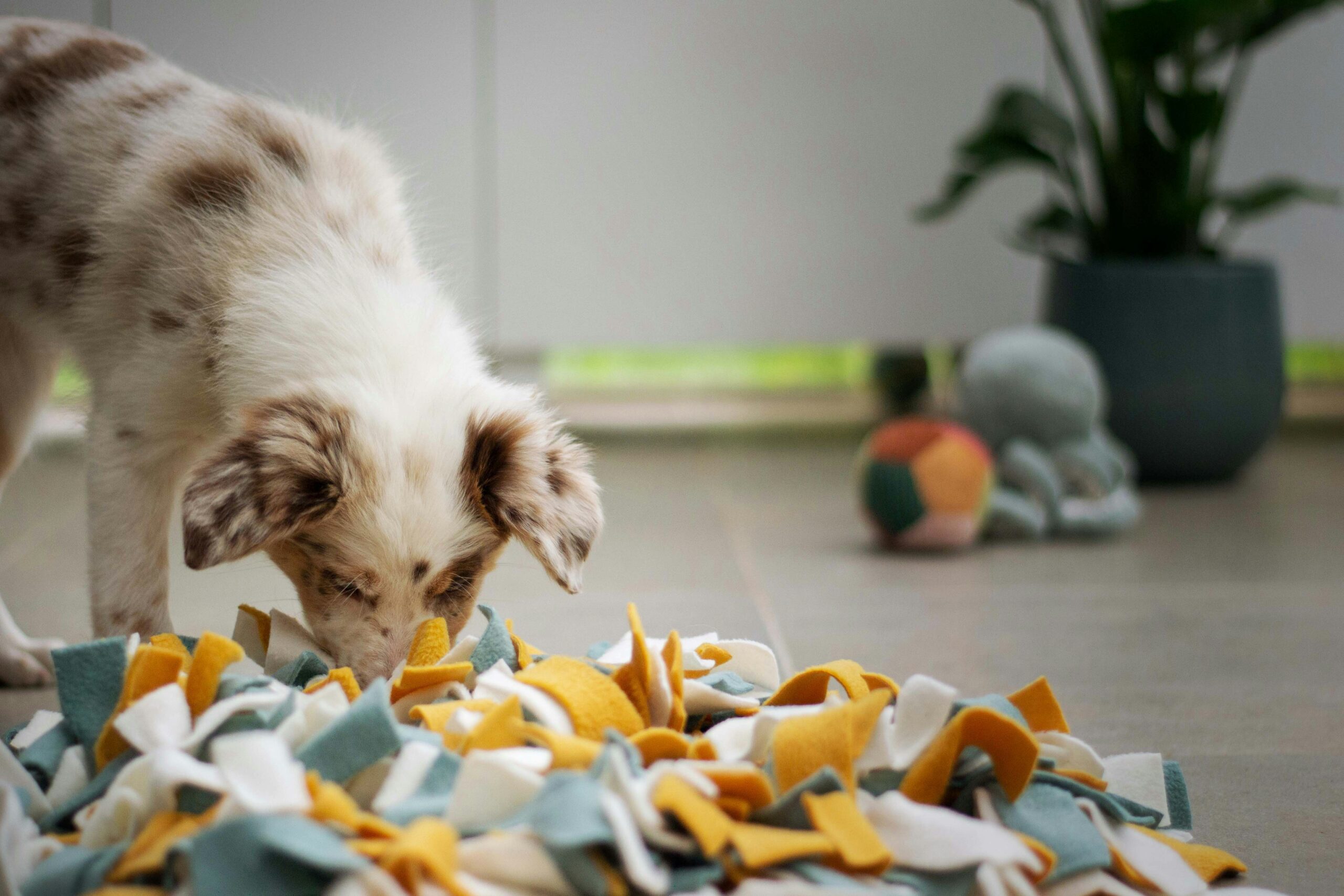 Pet-Proof Your Home: A Guide to Common Household Toxins for Pets ... - Canine In-House Proclivities And Health Risks